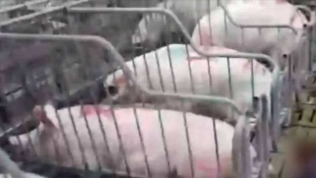 Gd Pork Pig Conditions