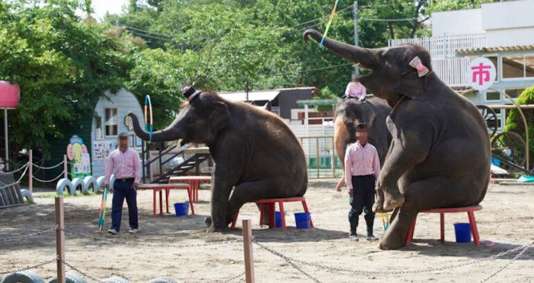 Japanese Elephant Performance