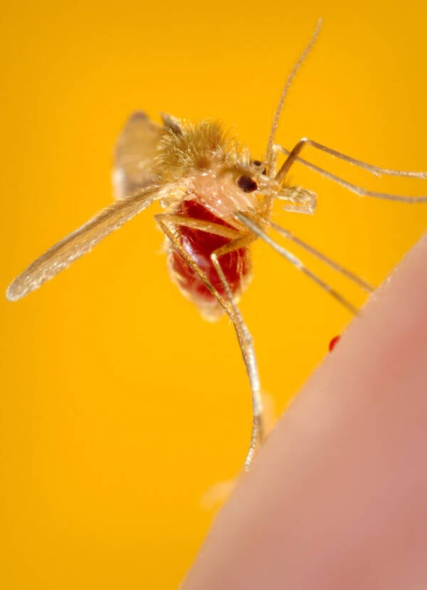Mosquito Sucking Blood