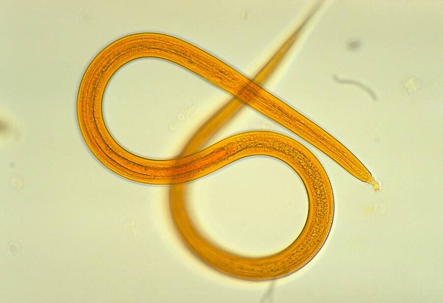 Nematode Worms