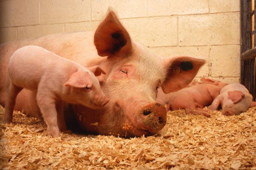Piglets Cuddling With A Sow