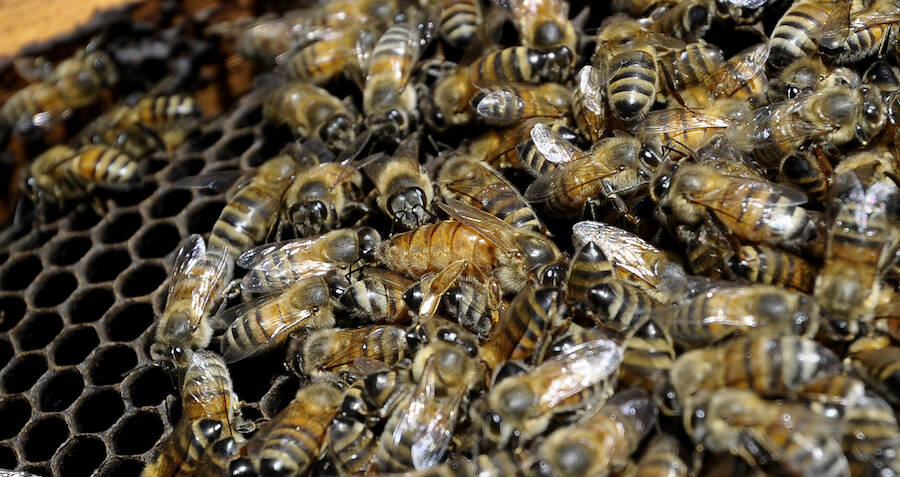 Half A Billion Bees Dead After Exposure To "Highly Toxic ...