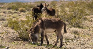Wild Donkey Eating