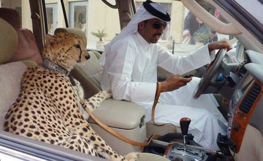 Car With Pet Cheetah