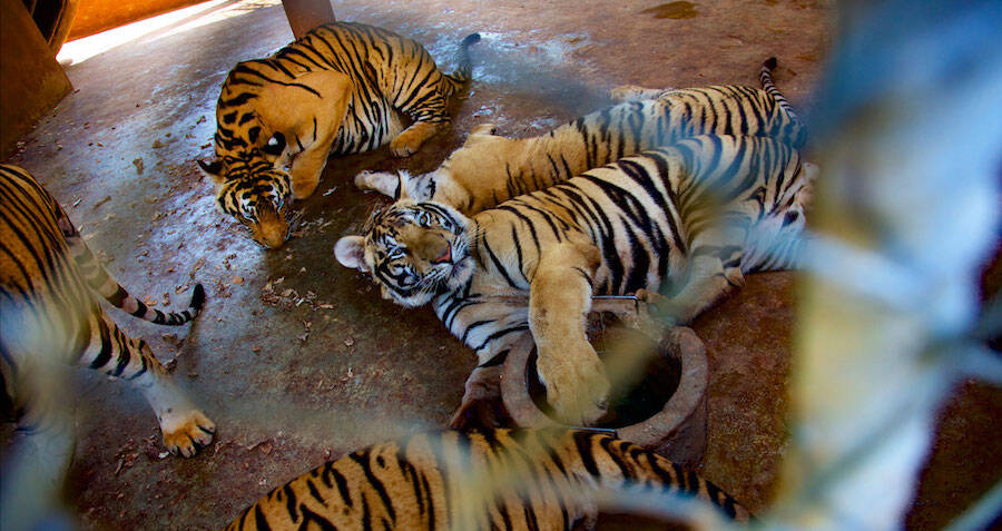 Thailand Tiger Temple: Forty dead cubs found in freezer - BBC News