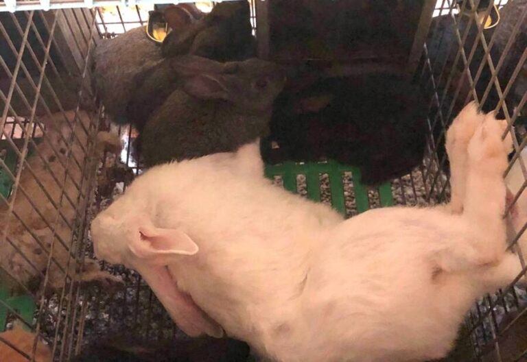Farm Raid By Animal Activists Leaves 100 Rabbits Dead