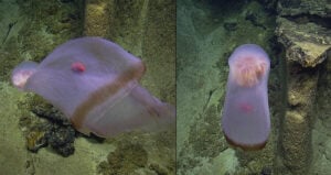 Deepstaria Jellyfish