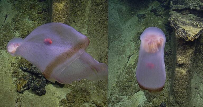 Deepstaria Jellyfish