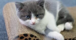 Garlic The Chinese Clone Cat Copy