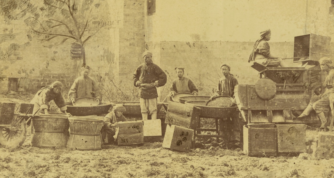 The British Botanist Who Destroyed 19th Century China's Economy By Stealing Tea