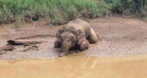 Killed Pygmy Elephant