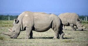 Najin And Fatu White Rhinos