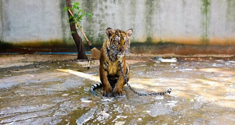 Sad Thai Tiger Chained In A Puddle Featured