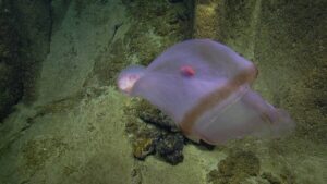 Rare Deep-Sea Jellyfish Caught Shape-Shifting On Camera