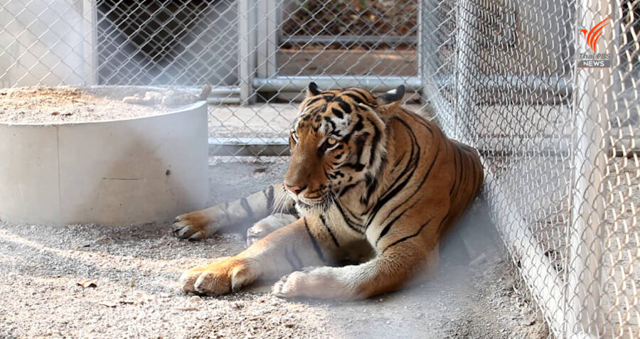 Thailand Tiger Temple: Forty dead cubs found in freezer - BBC News