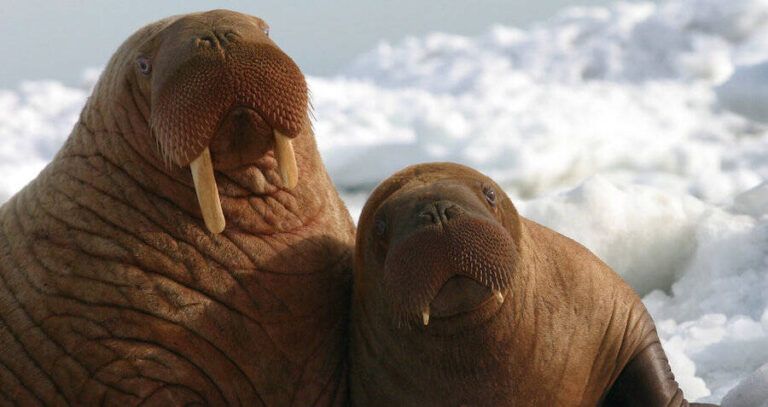 Walrus And Calf