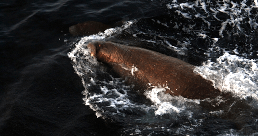 Mother Walrus Sinks Russian Naval Boat During Arctic Expedition 3219