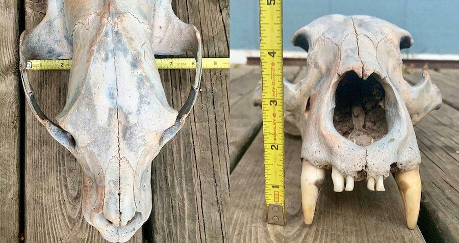 Grizzly Bear Skull Fossil Discovered By Kayaking Sisters In Kansas