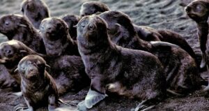 Bunch Of Fur Seal Babies