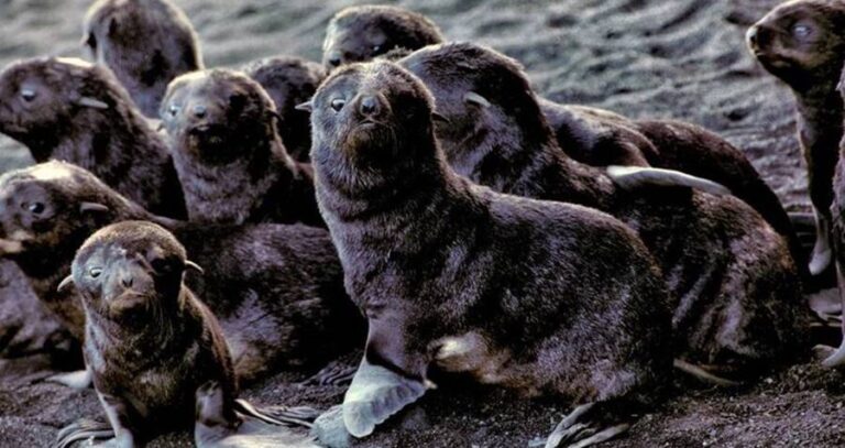 Bunch Of Fur Seal Babies