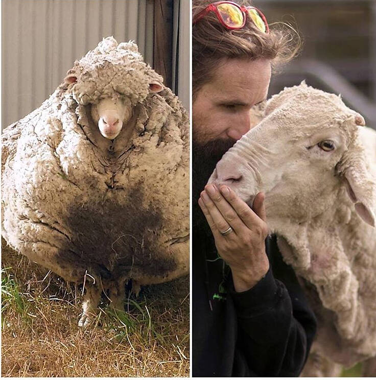 Chris The Sheep Once The World S Wooliest Has Died