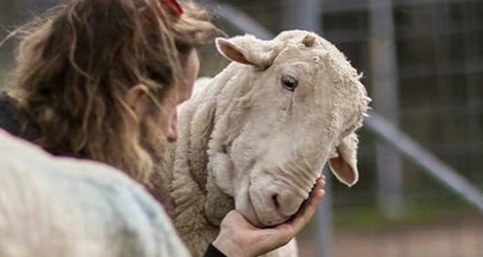 Chris The Sheep, Once The World's Wooliest, Has Died