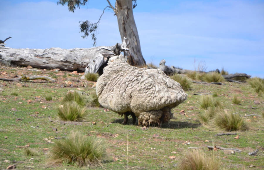 Chris The Sheep Rescued