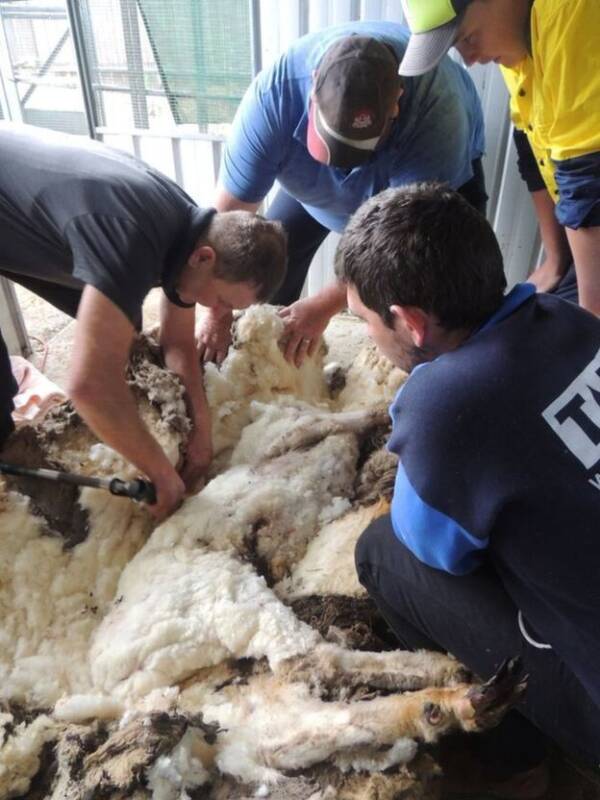 Chris The Sheep Getting Sheared