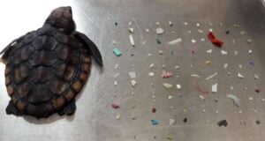 Dead Sea Turtle And Plastic Pieces