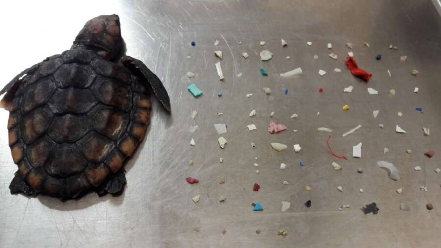Dead Sea Turtle With Plastic Pieces