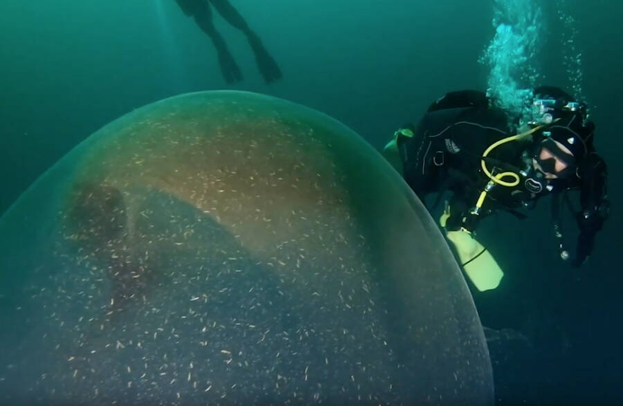 Mergulhador olhando para ovos de lula