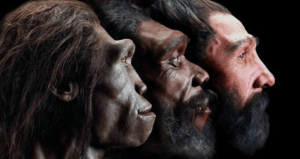Evolution Of Humans