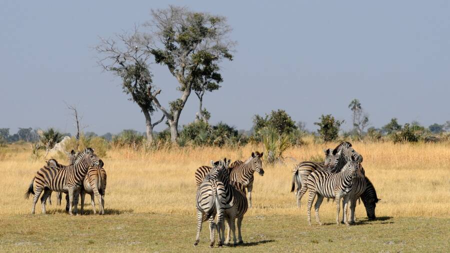 Herd Of Zebras