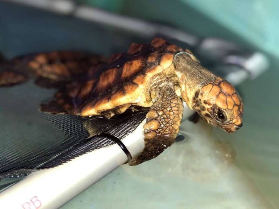 Loggerhead Turtle On A Hammock