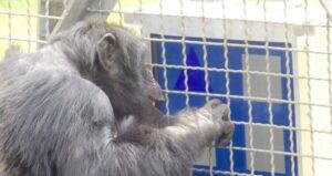 Monkey Versus Humans Computer Test