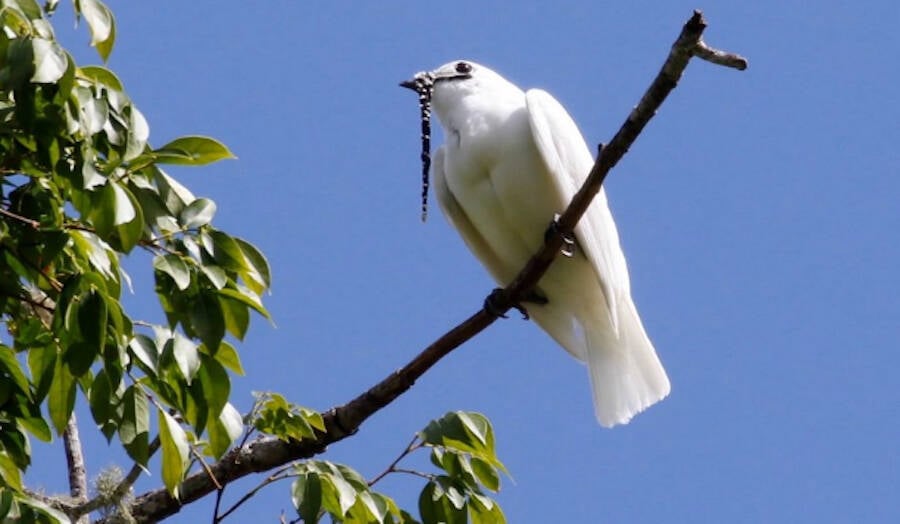 Perched White Bellbird