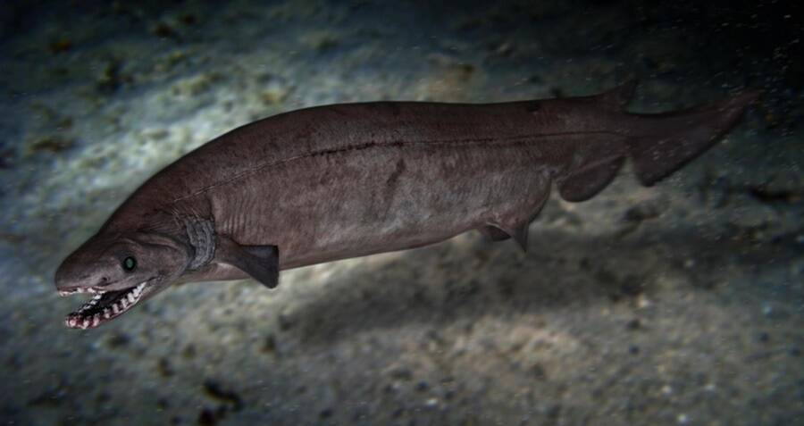 Scientists Discover Remains Of Terrifying Eel Like Prehistoric Shark