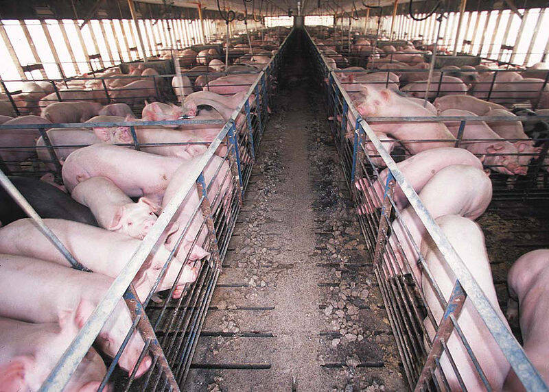 Pigs Confined In Cages