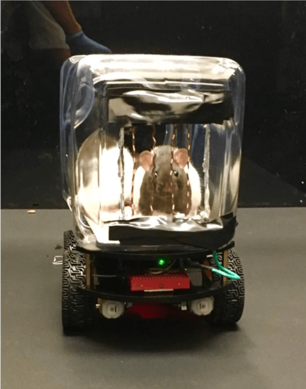 rat car experiment