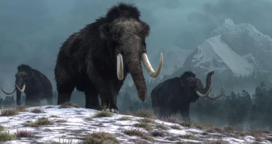  A herd of mammoths walk across a snowy landscape on Wrangel Island.