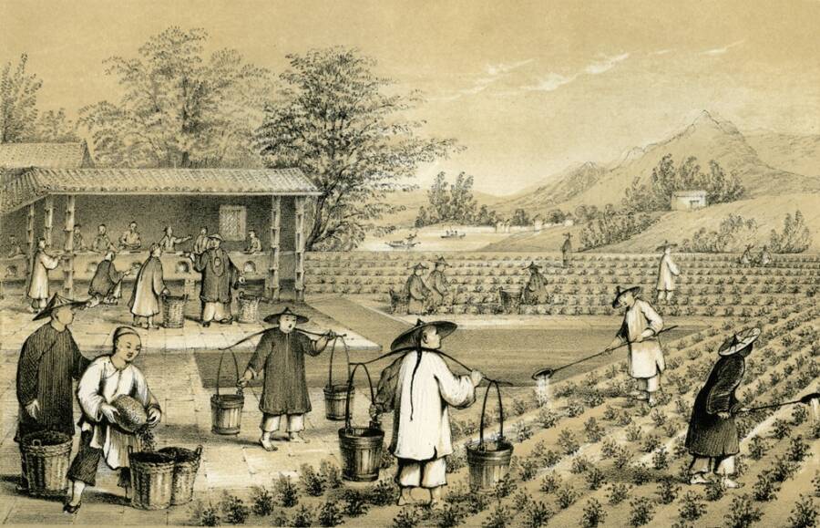 Tea Plantation In China
