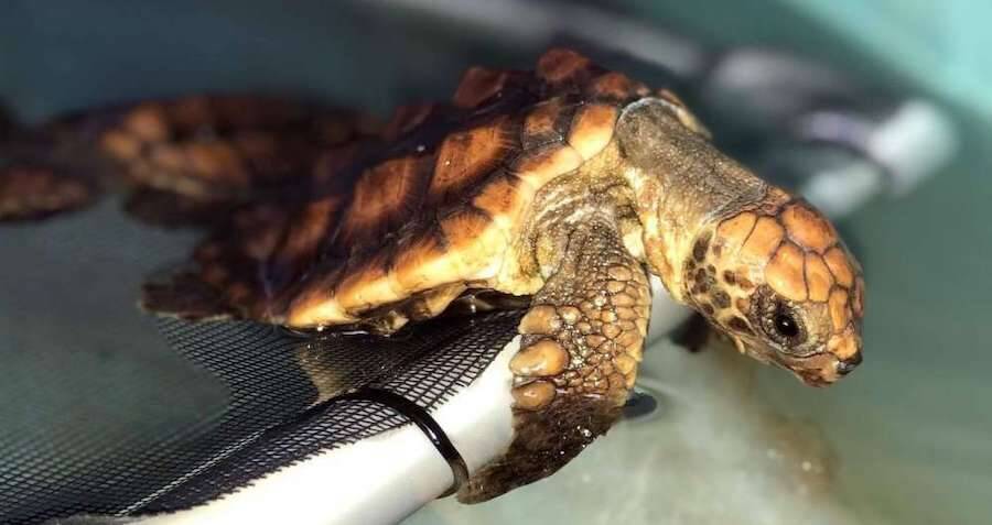 baby-sea-turtle-found-dead-with-104-pieces-of-plastic-in-its-body