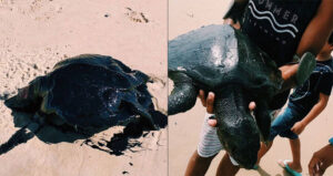 Turtles Covered In Oil