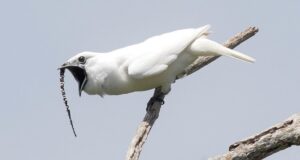 White Bellbird Singing