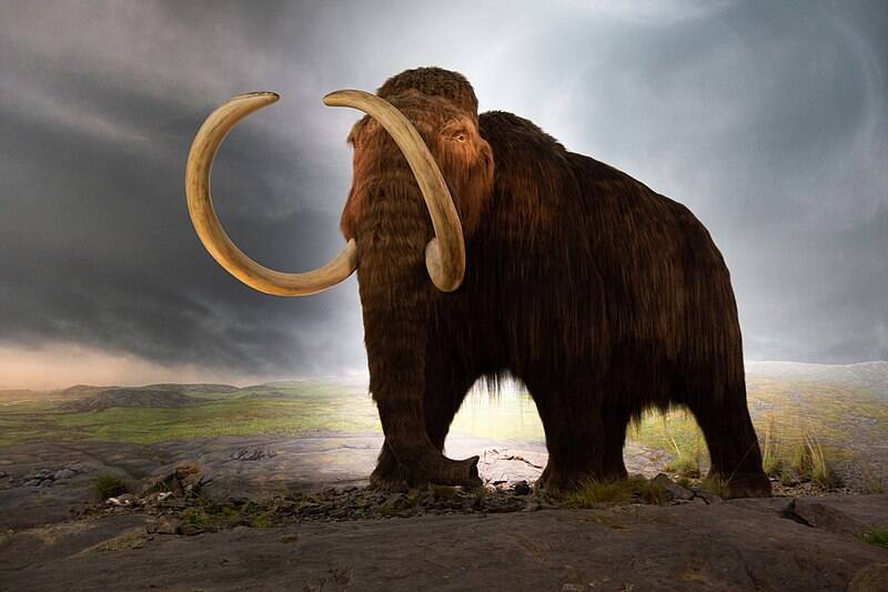 Woolly Mammoth Illustration