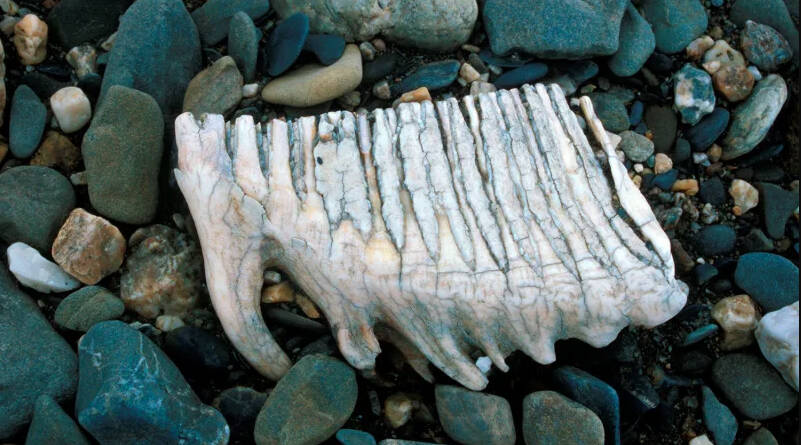 Mammoth Tooth da Ilha Wrangel