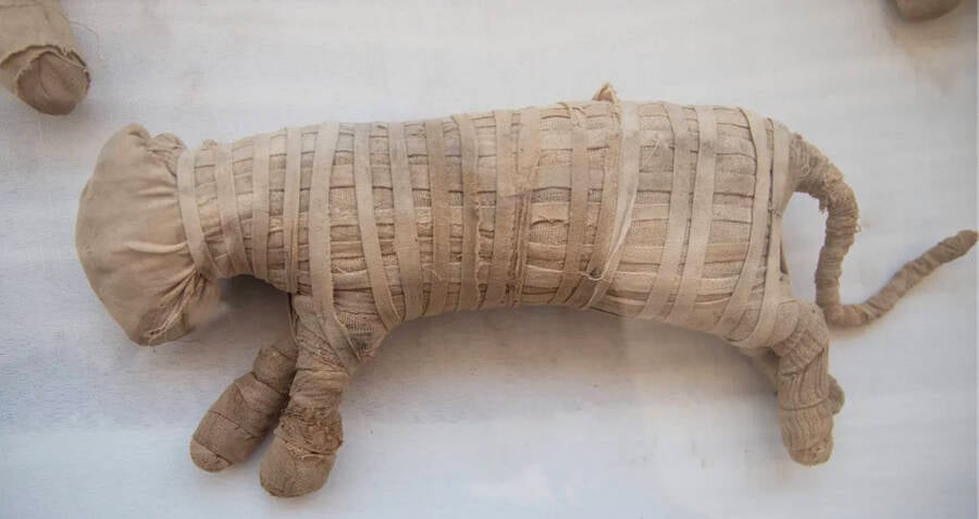 Rare Discovery Of Mummified Lion Cubs Unearthed In Egypt