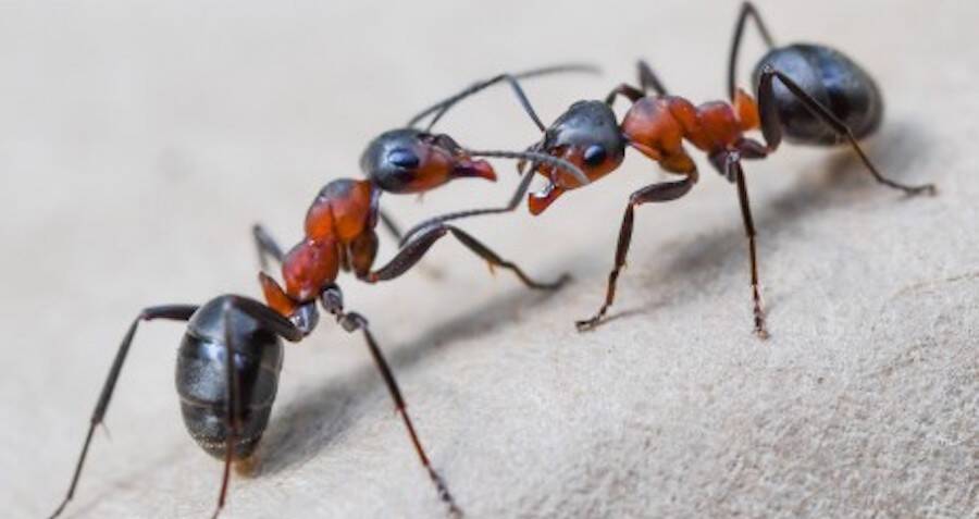 Colony Of 1 Million Cannibal Ants Escape Soviet Nuclear Bunker