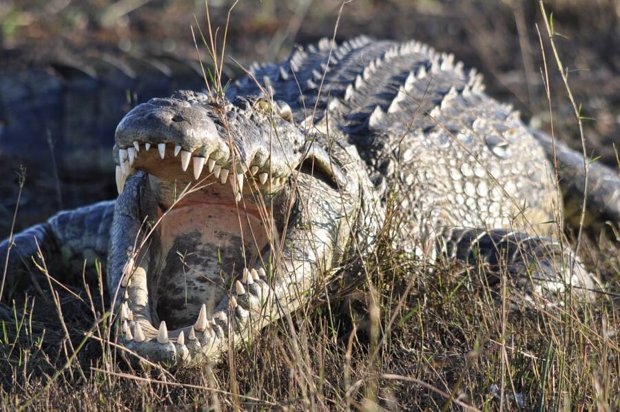 Croc With Its Jaws Open