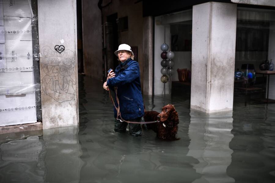 Dog In Venice Flood